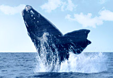 Eubalena baleia