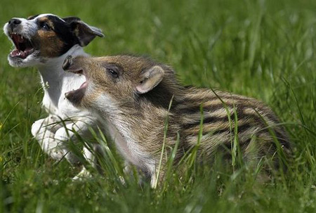 amizade entre animais