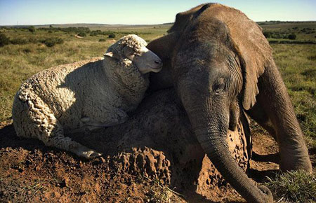 amizade animais selvagens